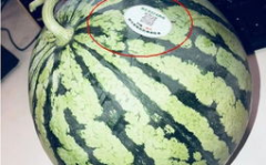 可以吃网红瓜的连接,跟随链接探寻网络热点背后的故事