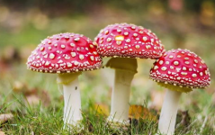 17c吃瓜官网蘑菇视频在线观看,独家在线观看，揭秘娱乐圈幕后故事