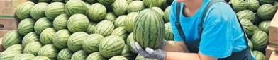 3秒挑出“梦中情瓜” “验瓜师”火了你“吃瓜”了吗？—58吃瓜 网